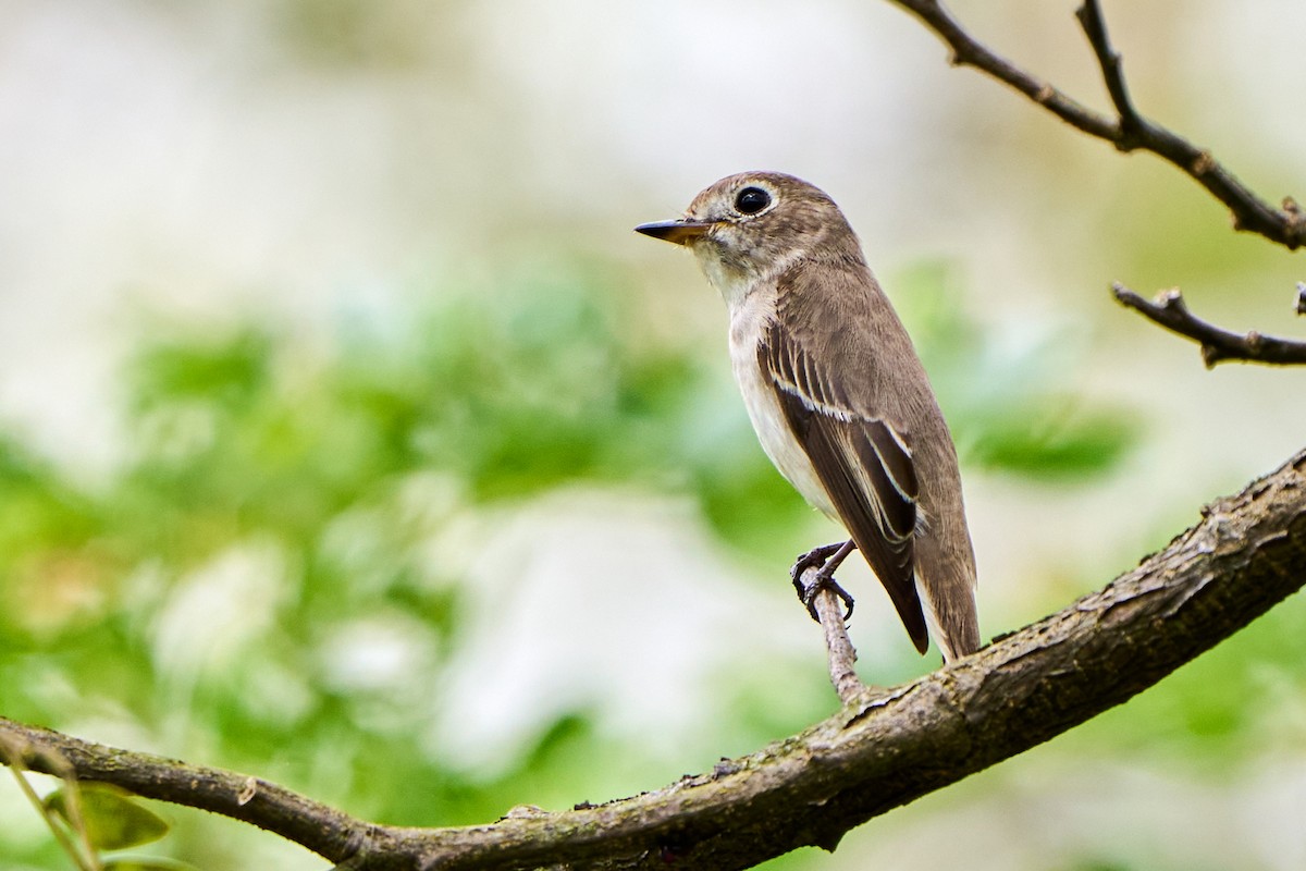 Asian Brown Flycatcher - ML422975221