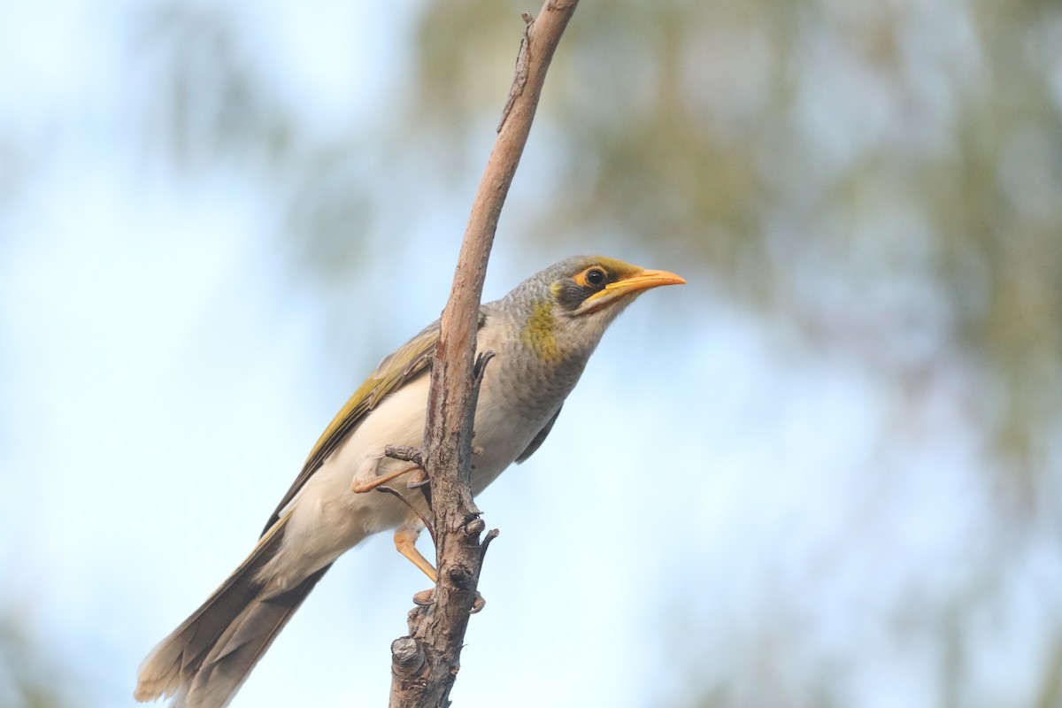 Yellow-throated Miner - ML422975551