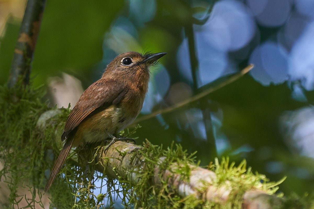 Rusty-breasted Nunlet - ML422976551