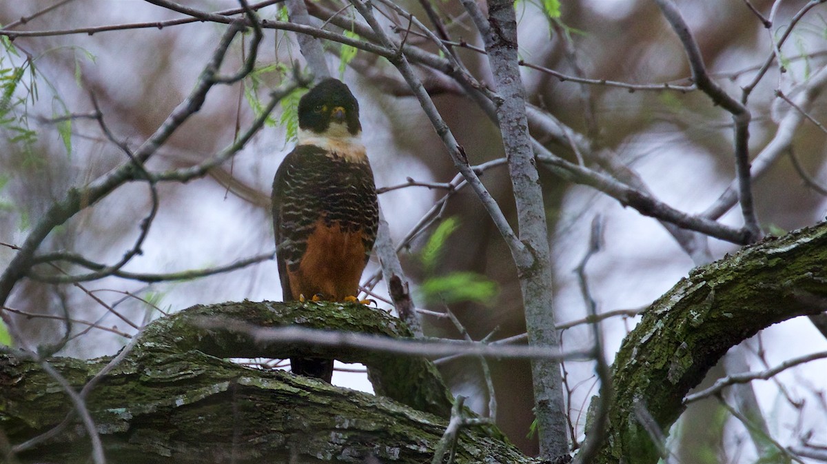 Bat Falcon - ML422977451