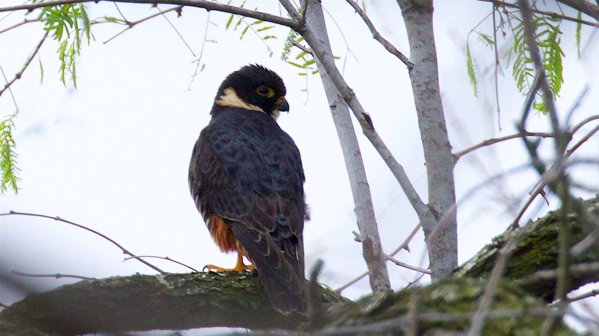 Bat Falcon - ML422977741