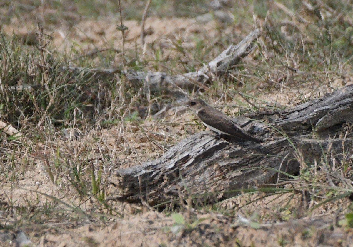 Pale Martin - ML422980691