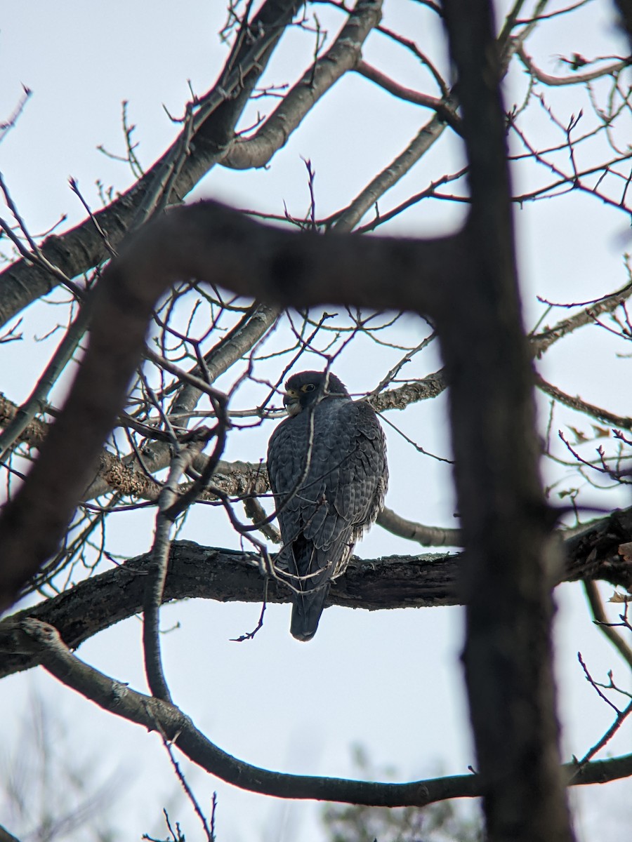 Peregrine Falcon - ML422981961