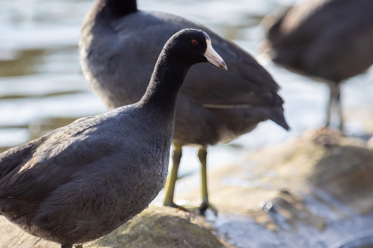 American Coot - ML422984111