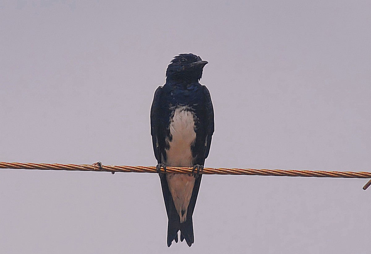 Caribbean Martin - ML422984181