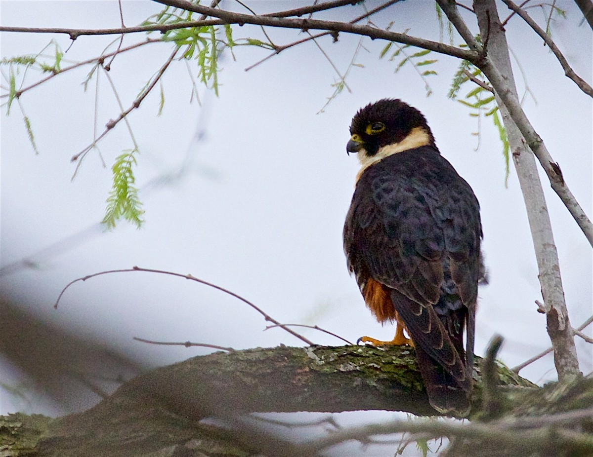 Bat Falcon - ML422984521