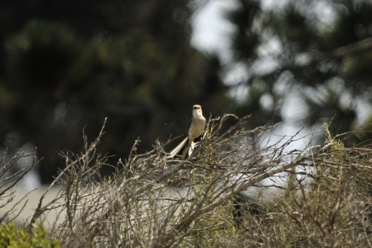 Northern Mockingbird - ML42298481