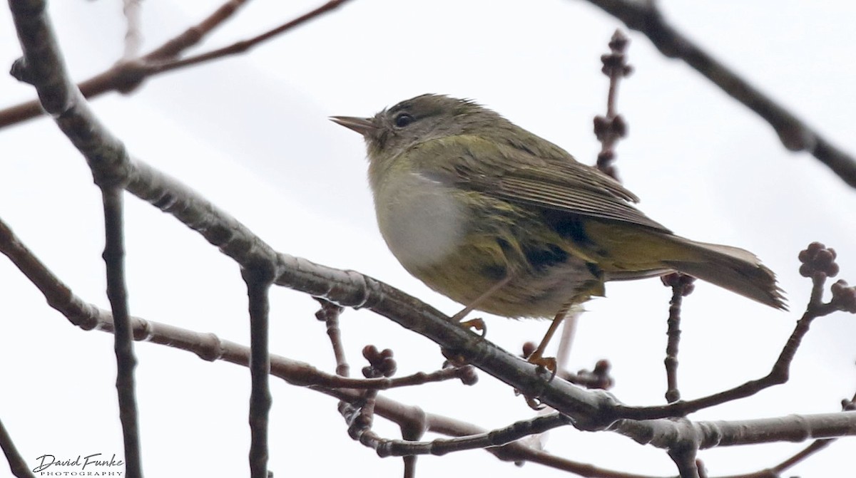 Orange-crowned Warbler - ML422985071