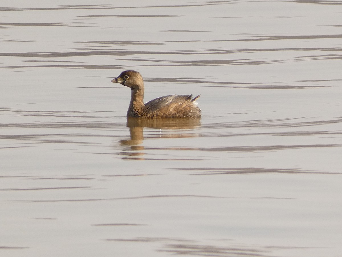 Pied-billed Grebe - Carl Bomkamp