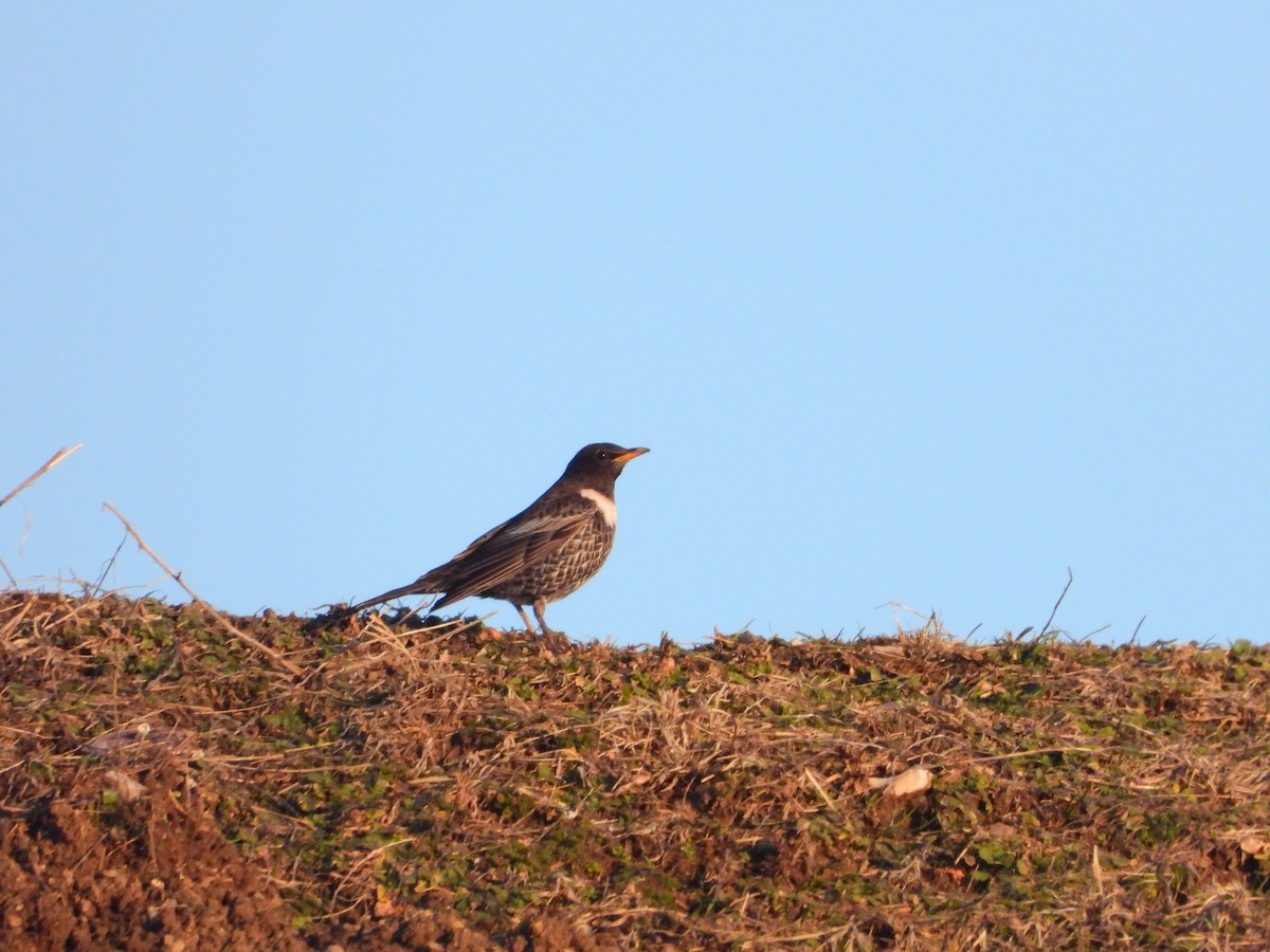 Ring Ouzel - ML422987821