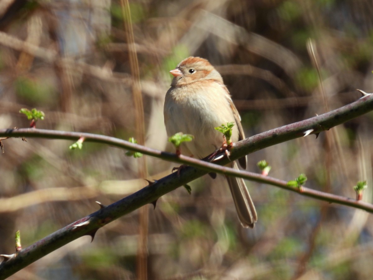 Field Sparrow - ML422988331