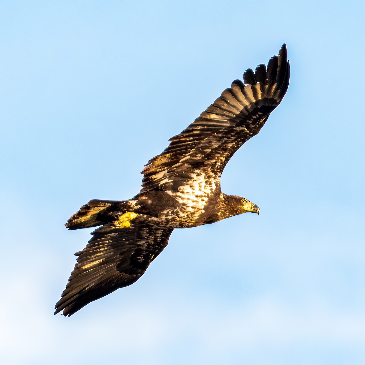 Bald Eagle - ML422989771