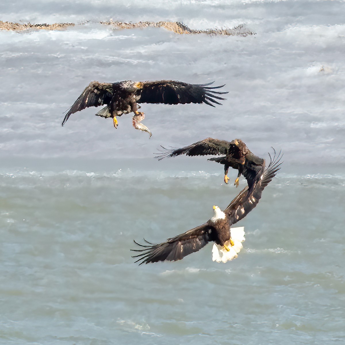 Bald Eagle - ML422989781