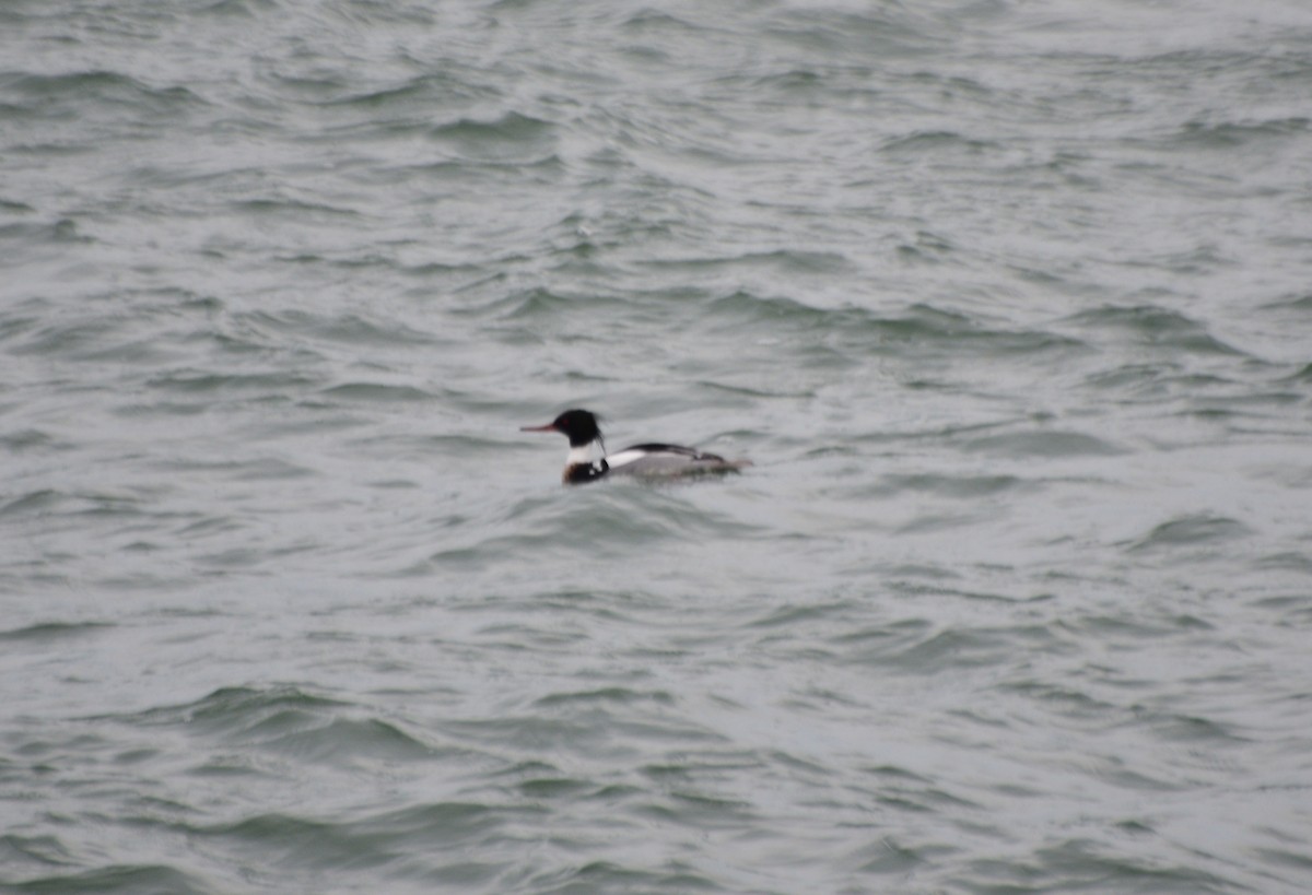 Red-breasted Merganser - ML422990831