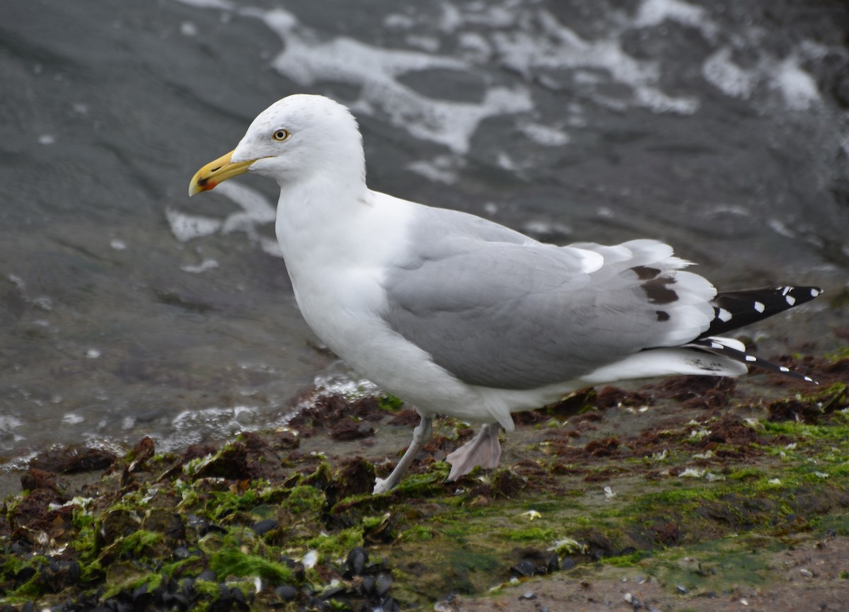 Herring Gull (American) - ML422991321