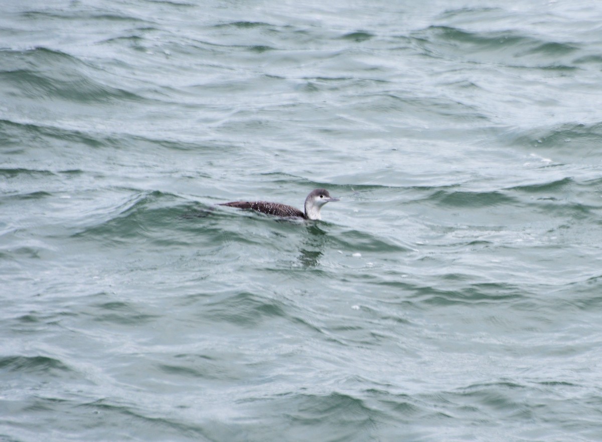 Red-throated Loon - ML422991361