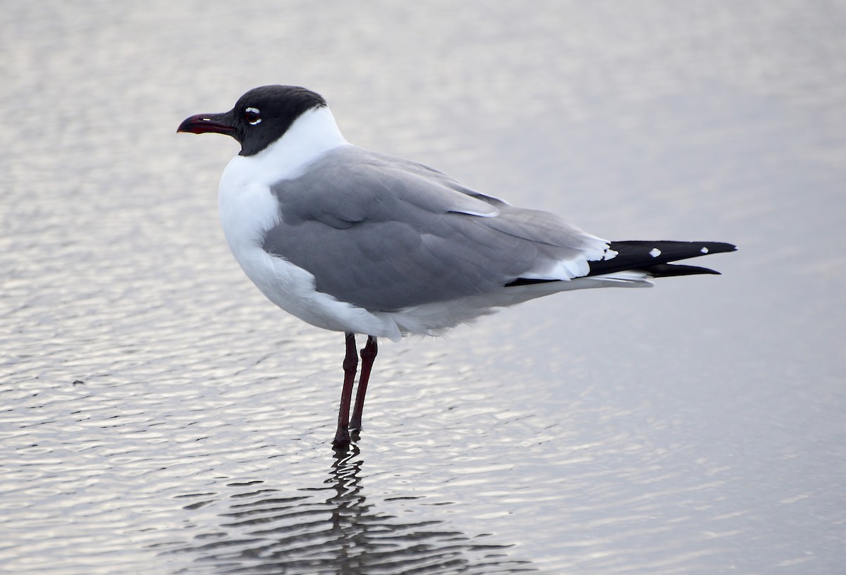 Laughing Gull - ML422991411