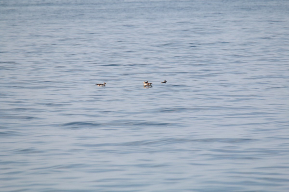 Cory's/Scopoli's Shearwater - Jeremy Dominguez