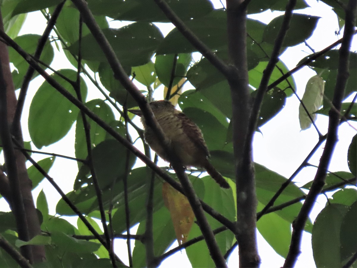 Barred Puffbird - ML422993241