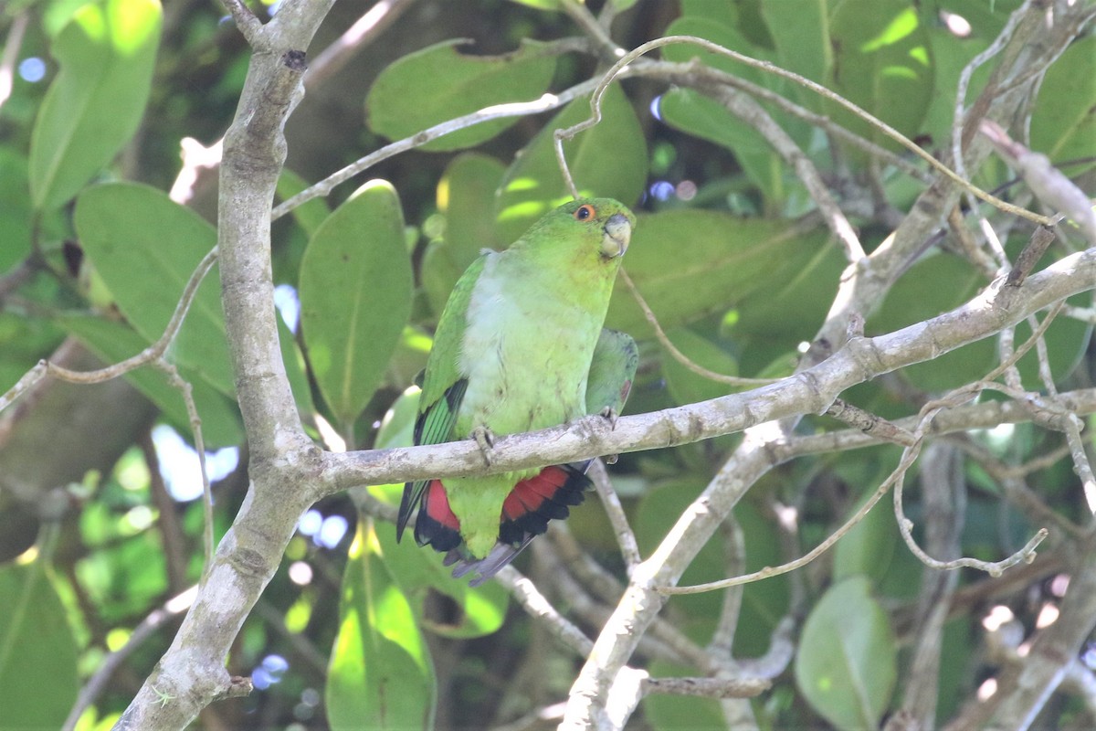 Brown-backed Parrotlet - Tatiana Pongiluppi | Brazil Birding Experts