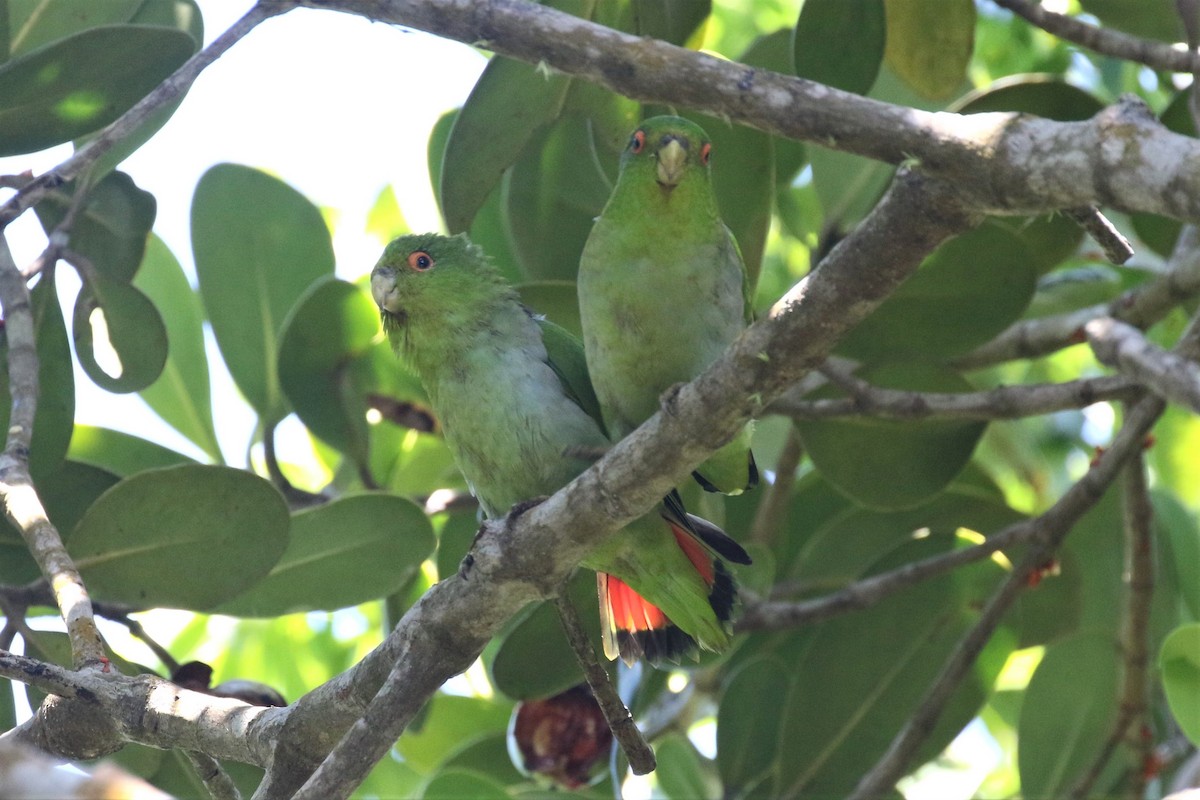 Brown-backed Parrotlet - ML422993751