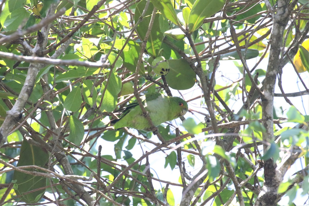 Brown-backed Parrotlet - ML422993761