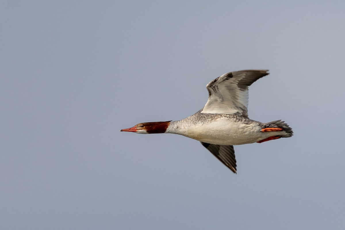 Common Merganser - ML422995781