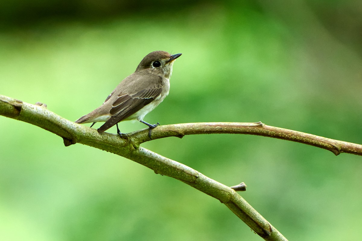 Asian Brown Flycatcher - ML422996511