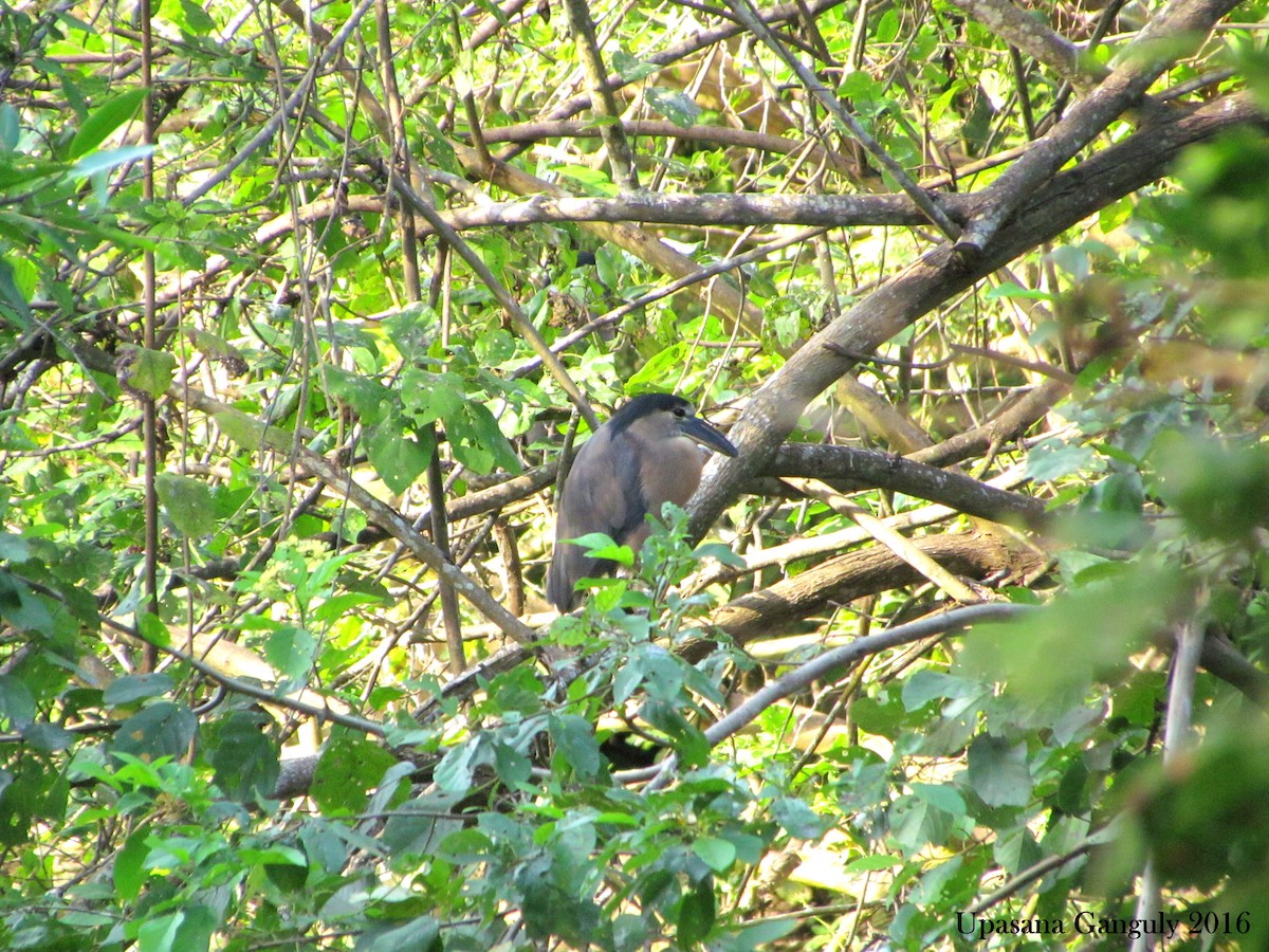 Boat-billed Heron - ML42299701