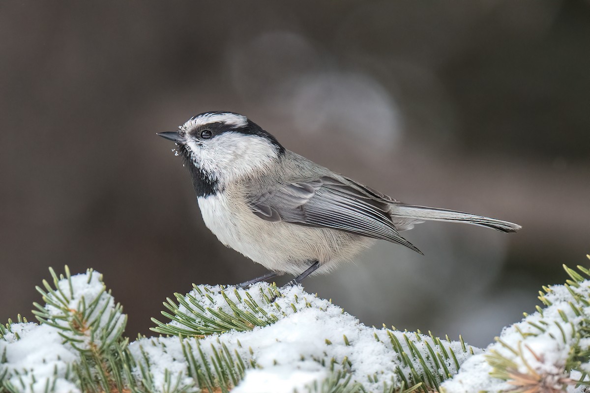 Mésange de Gambel - ML422997851