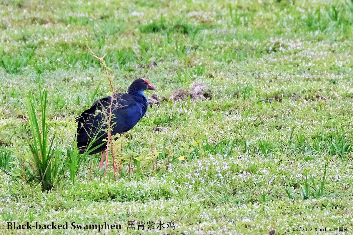 Black-backed x Gray-headed Swamphen (hybrid) - ML422998521