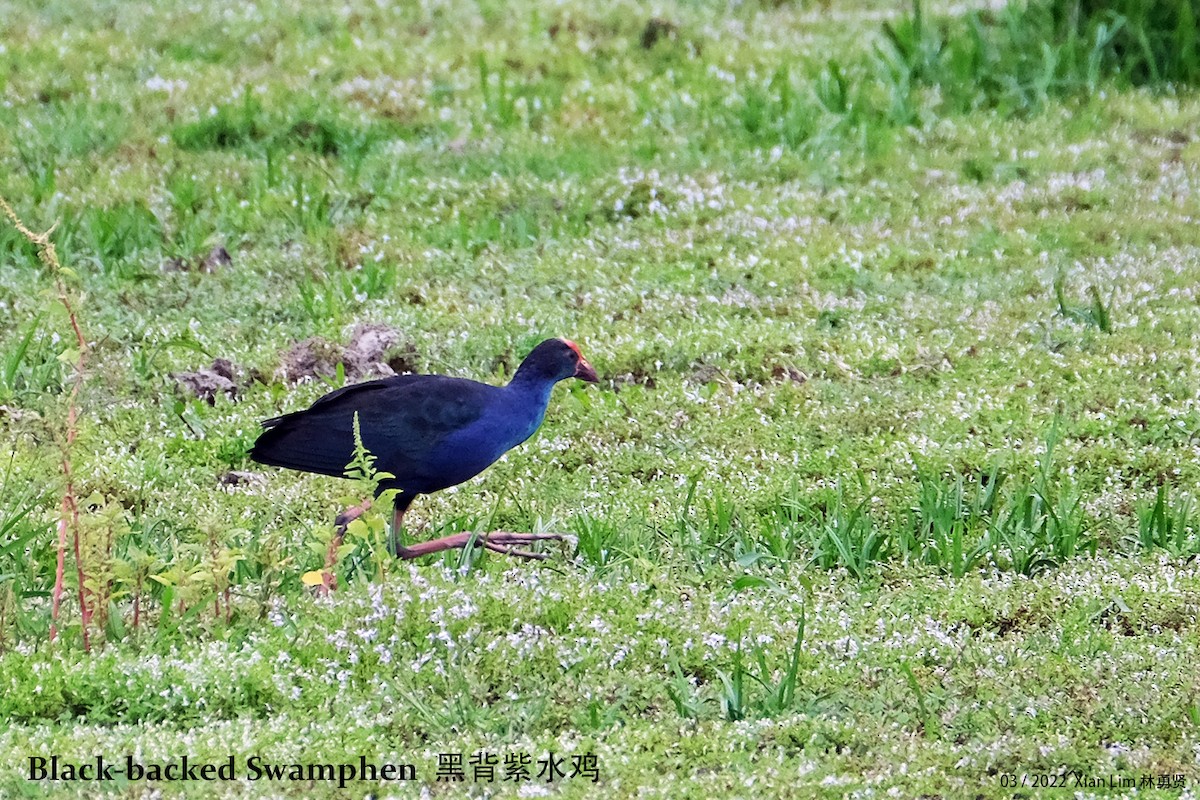 Black-backed x Gray-headed Swamphen (hybrid) - ML422998541