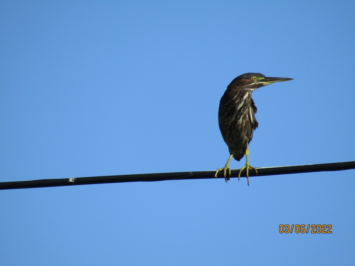 Green Heron - ML422999191