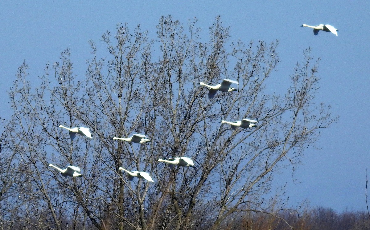 Cygne siffleur - ML422999351