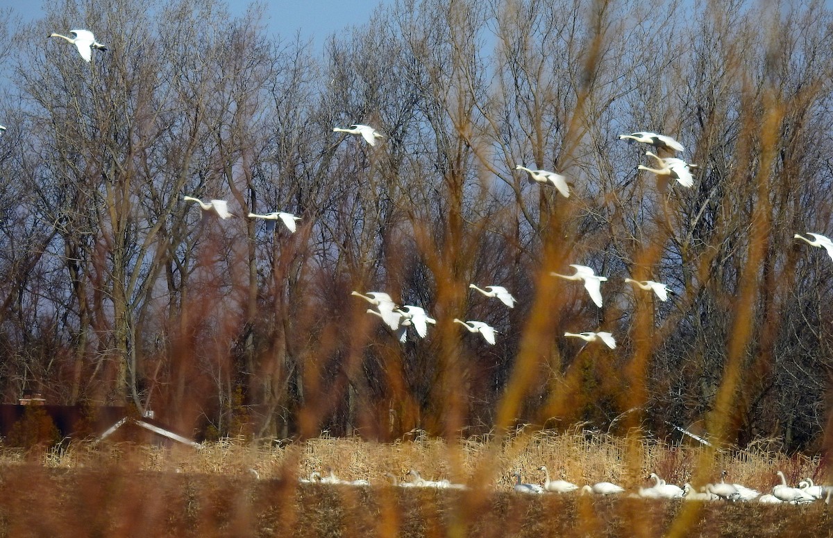 Cygne siffleur - ML422999381