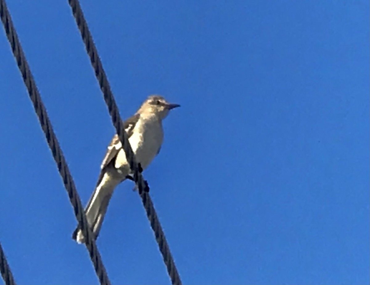 Northern Mockingbird - Delores smith