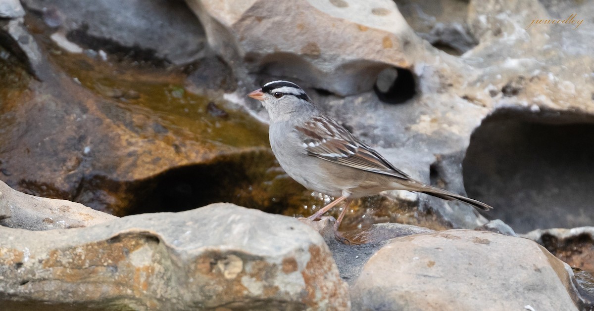 White-crowned Sparrow - ML423000631