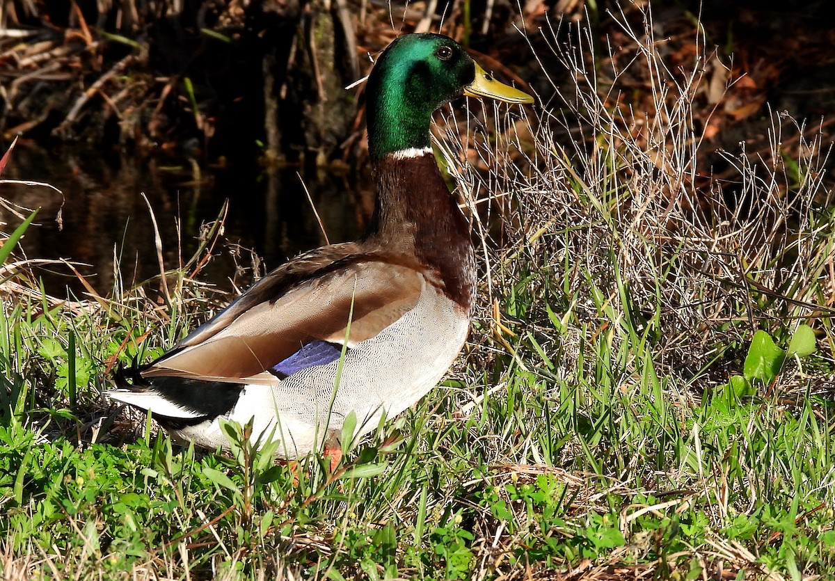 Mallard - Christine Rowland