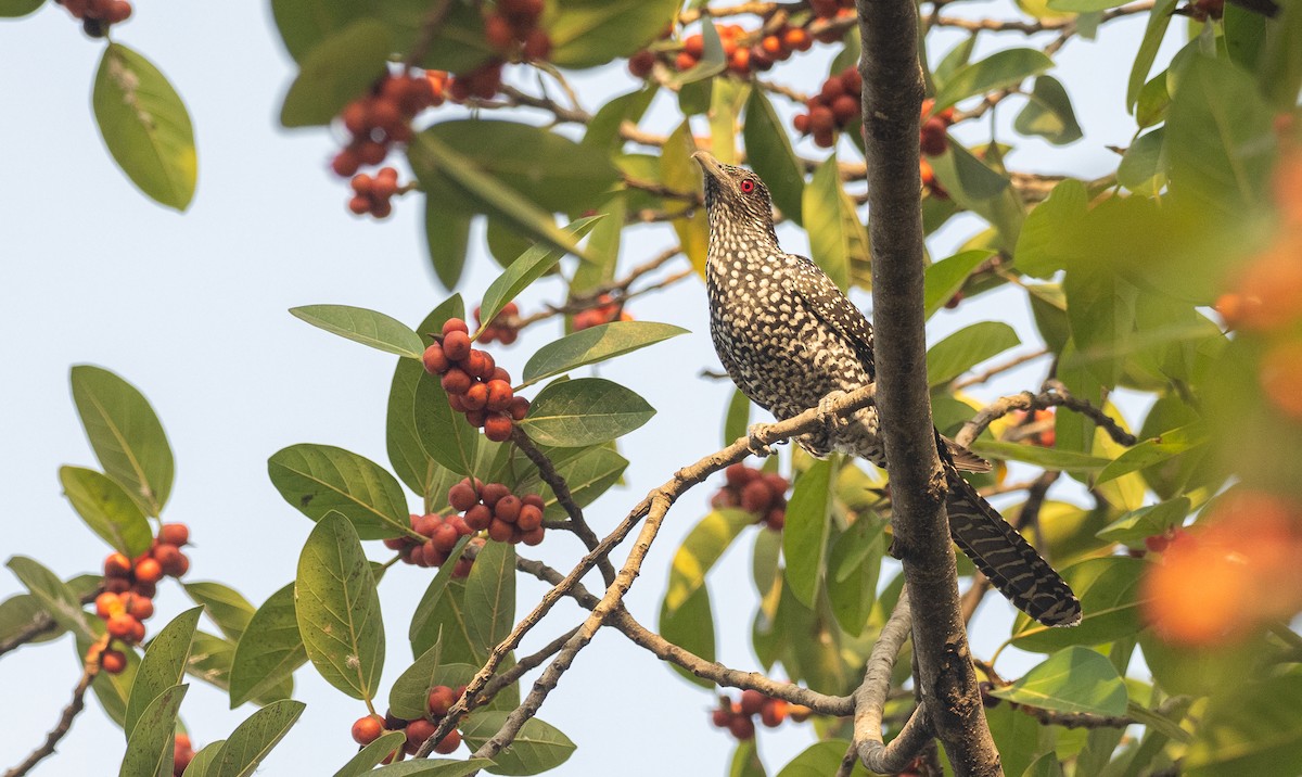 Asian Koel - Forest Botial-Jarvis
