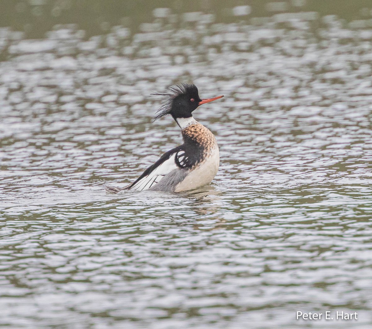 Red-breasted Merganser - Peter Hart