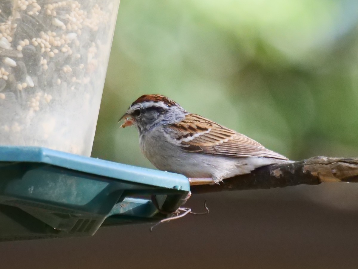 Chipping Sparrow - ML423001701