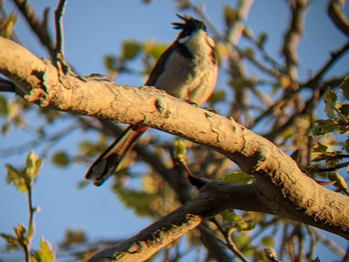 Red-whiskered Bulbul - ML423003751