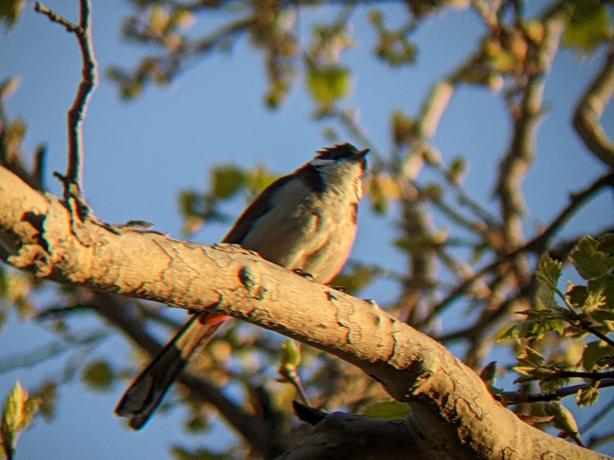 Red-whiskered Bulbul - Dawn Garcia