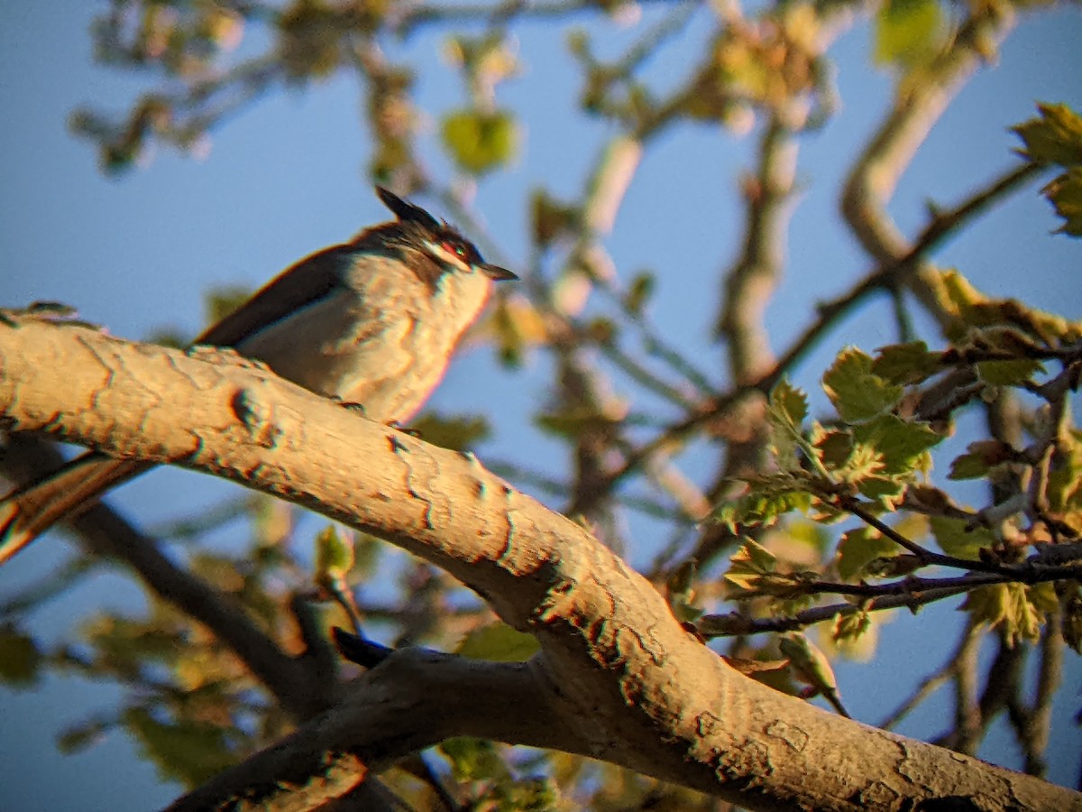 Red-whiskered Bulbul - ML423003961