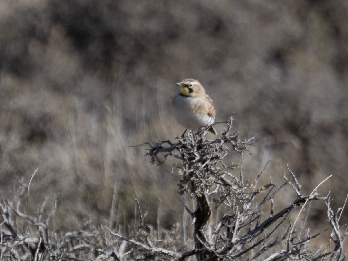 Horned Lark - ML423004581