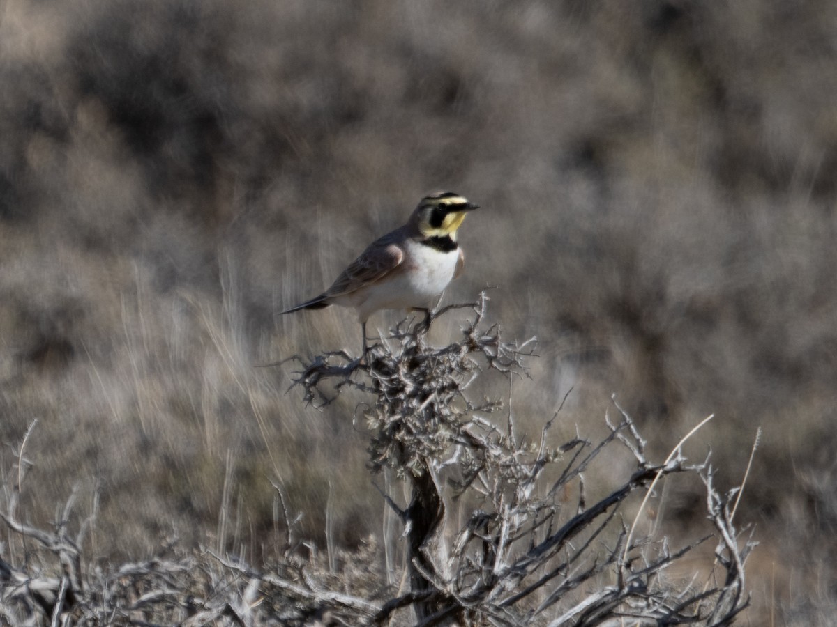 Horned Lark - Stephen Tarnowski