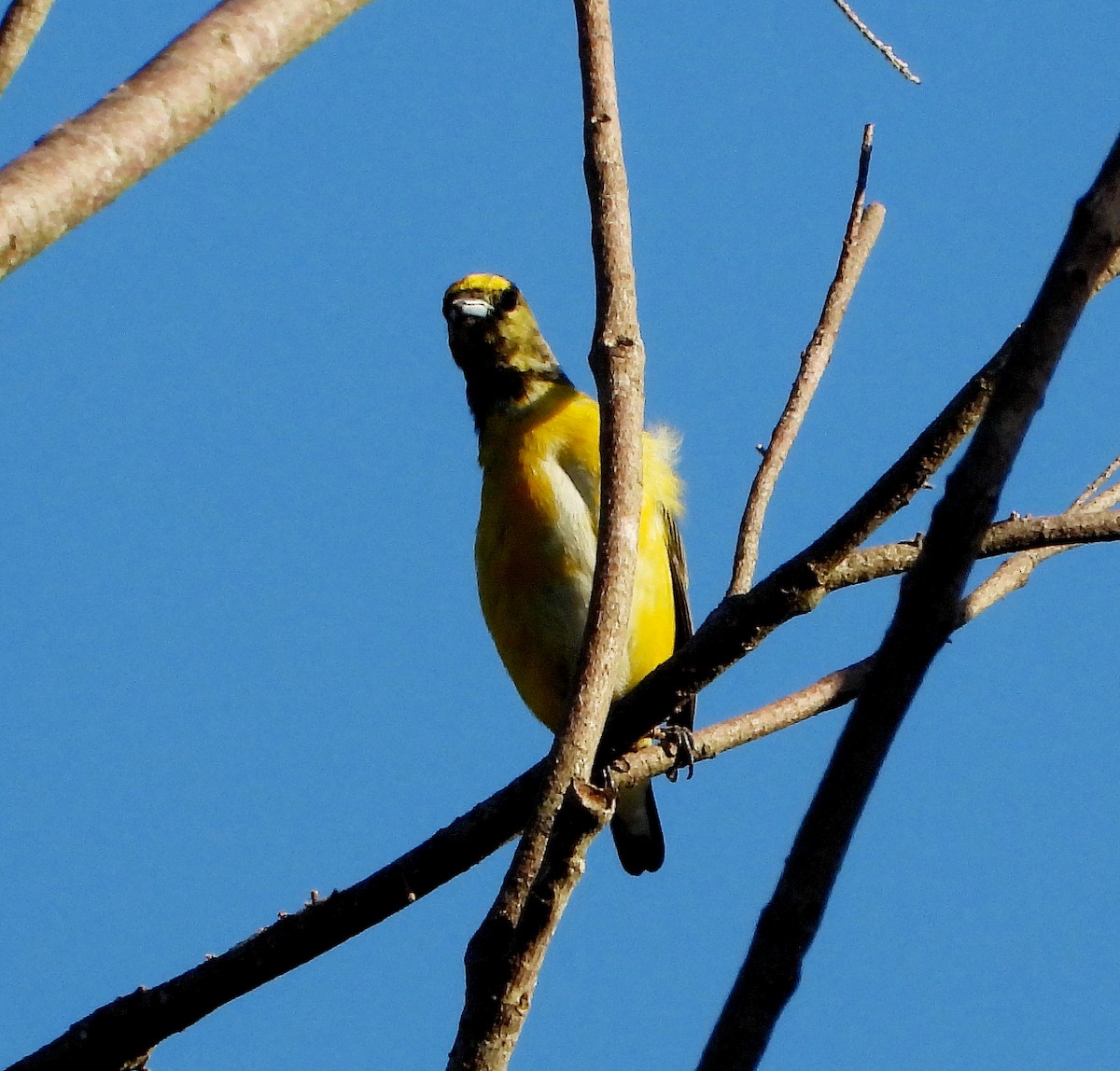 Purple-throated Euphonia - ML423006311