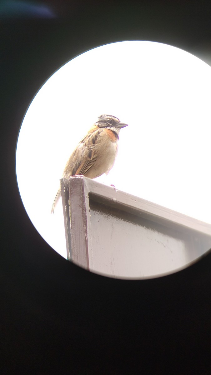 Rufous-collared Sparrow - ALFREDO ZÚÑIGA M.