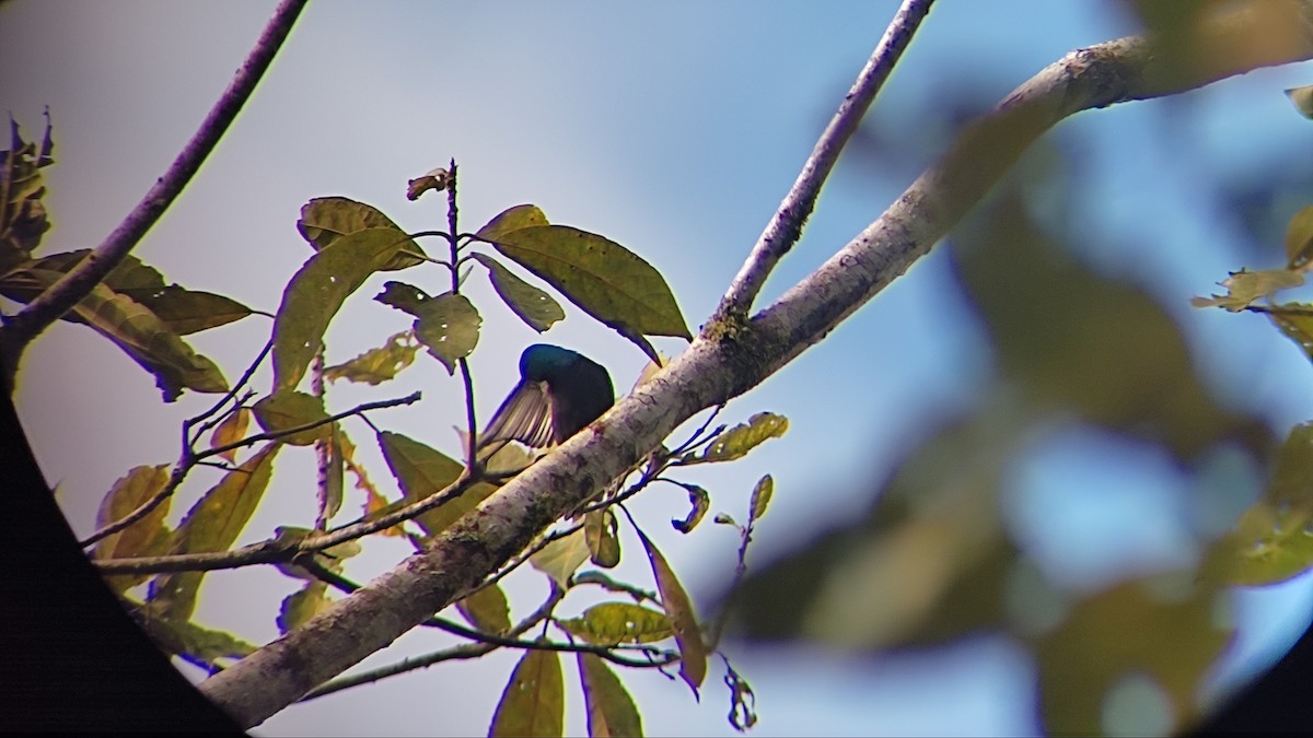 Scarlet-thighed Dacnis - ML423006761