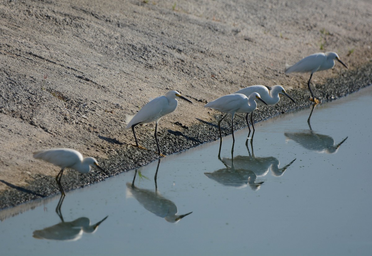 Snowy Egret - ML423006911